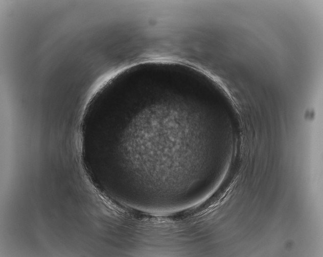 X0000096151319200801251055