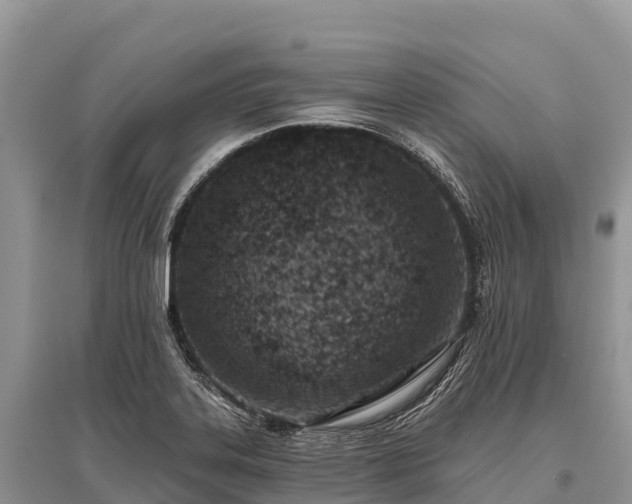 X0000096151323200801251055