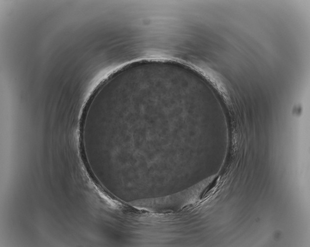 X0000096151327200801251056