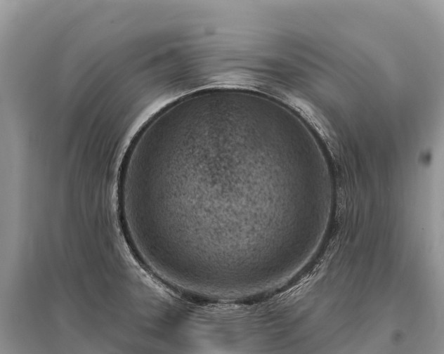X0000096151331200801251056