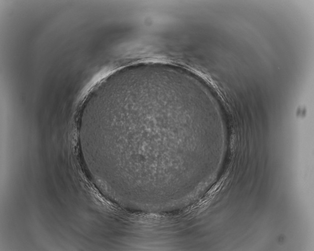 X0000096151359200801251055