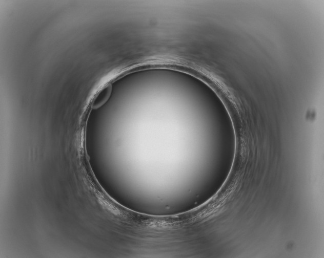 X0000096151366200801251055