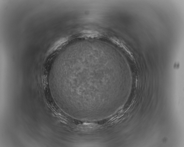 X0000096151399200801251054
