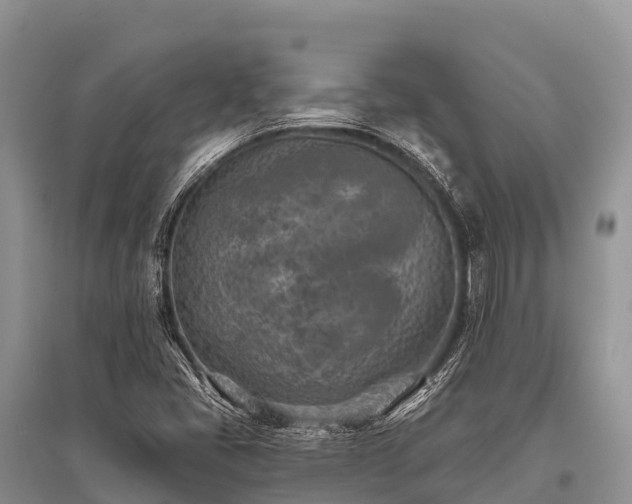 X0000096151405200801251054