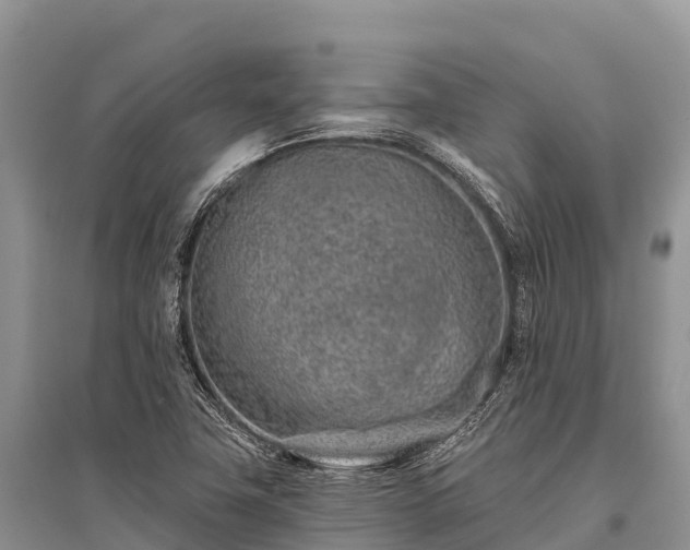 X0000096151411200801251054