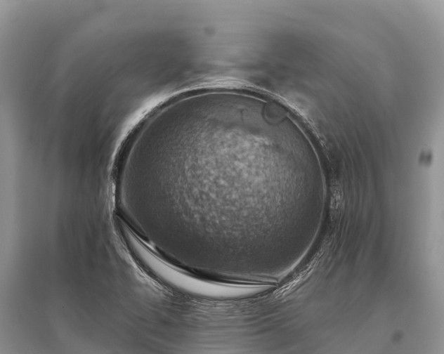 X0000096151414200801251054