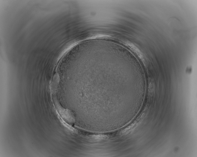 X0000096151425200801251054