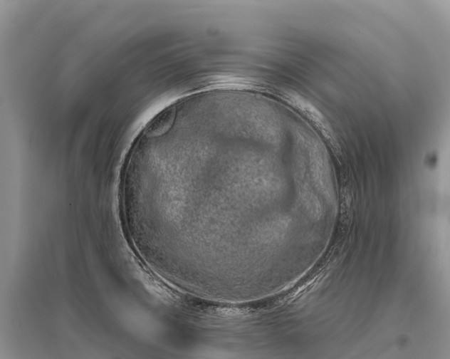 X0000096151427200801251054
