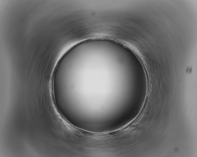 X0000096151440200801251054