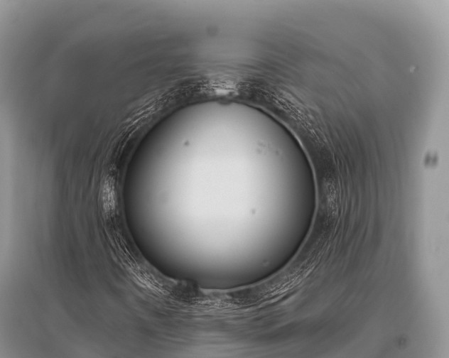 X0000096151442200801251054