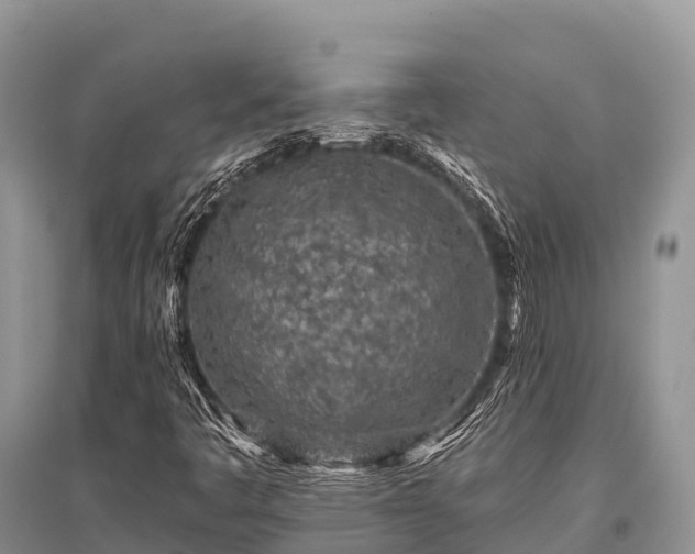 X0000096151445200801251054