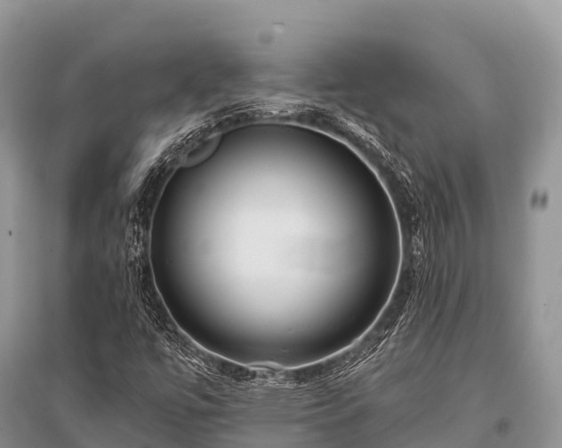 X0000096151447200801251054