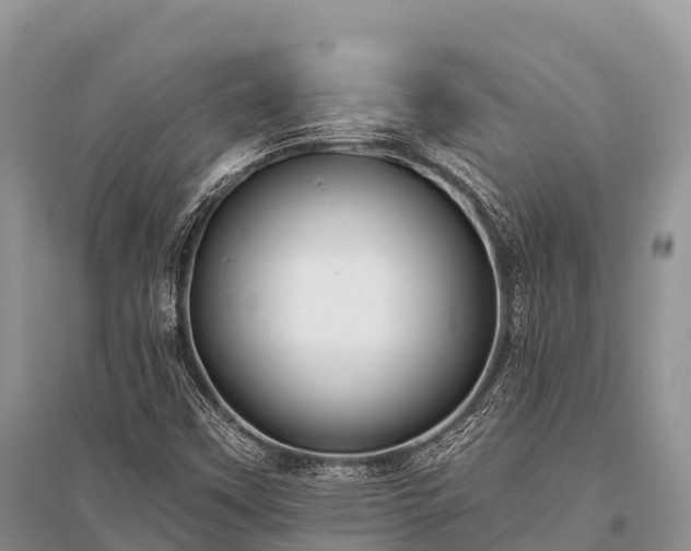 X0000096151451200801251054