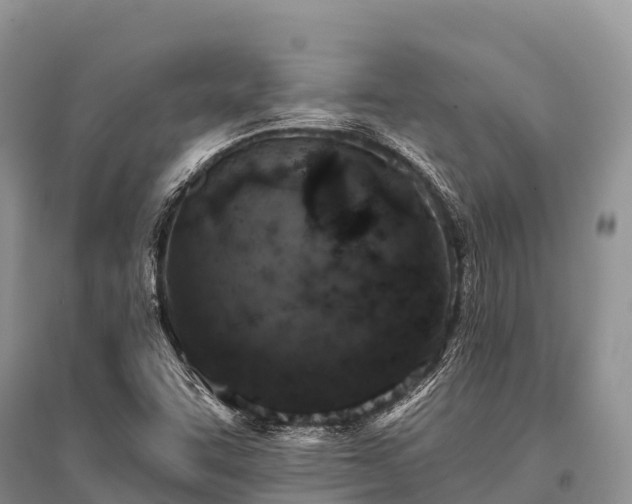 X0000096151455200801251054