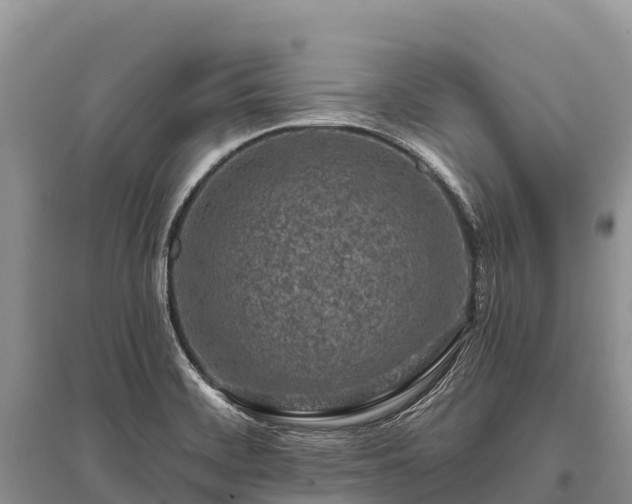 X0000096151468200801251053