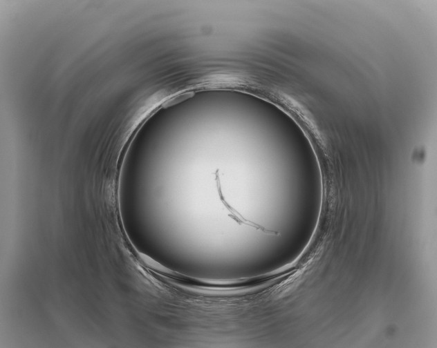 X0000096151473200801251053