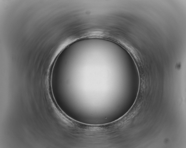 X0000096151475200801251053