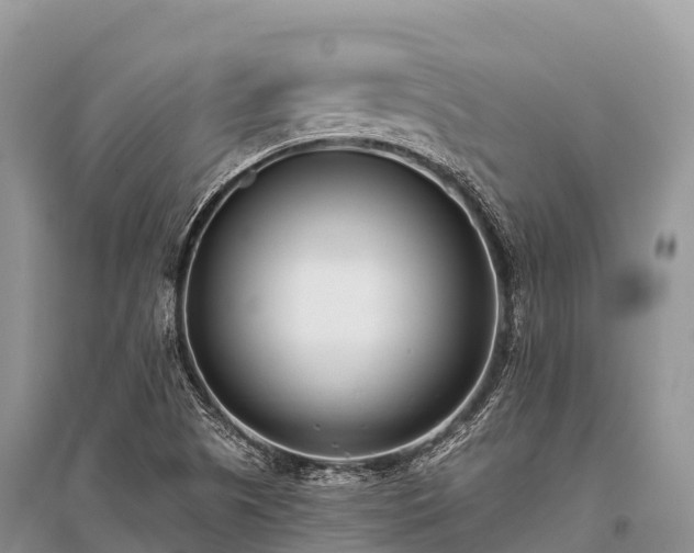 X0000096151505200801251053