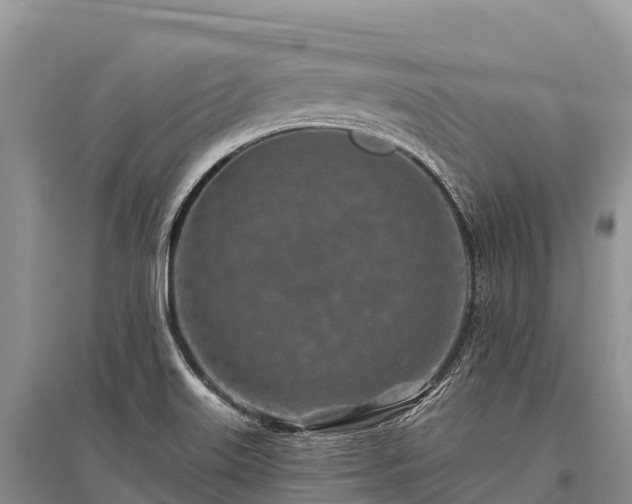X0000096151515200801251053