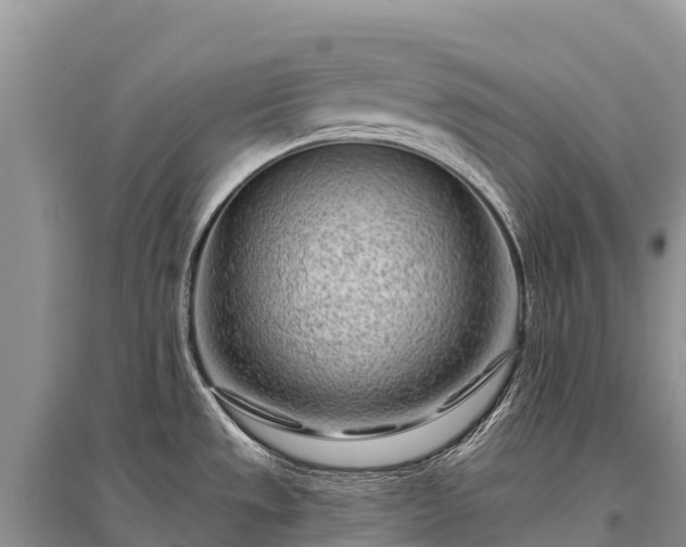 X0000096151533200801251053