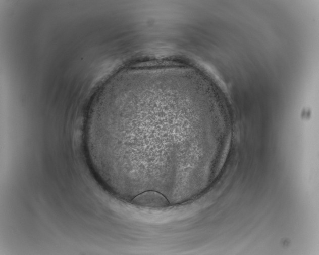 X0000096150018200802011243
