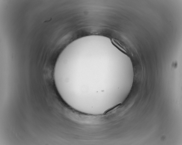 X0000096150044200802011242