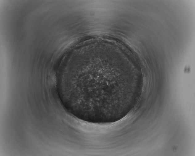 X0000096150048200802011242