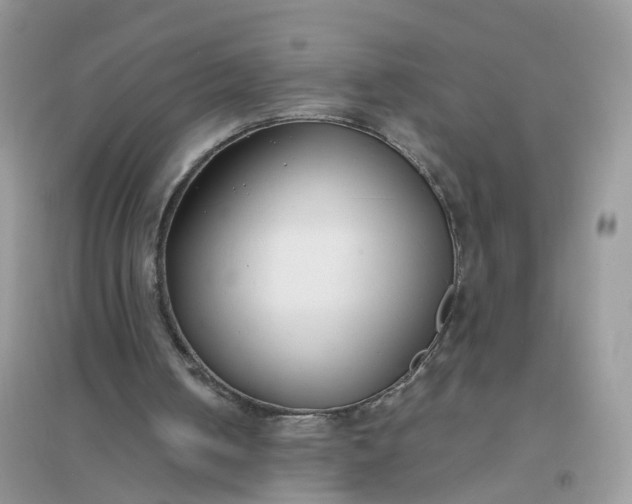 X0000096150050200802011242