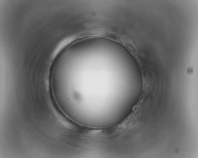 X0000096150054200802011242