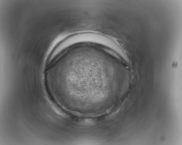 X0000096150056200802011242