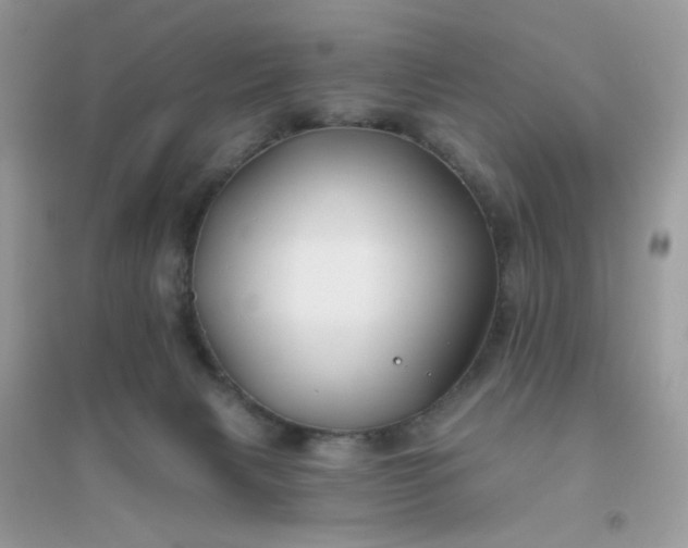 X0000096150079200802011242