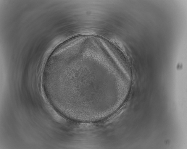 X0000096150145200802011240