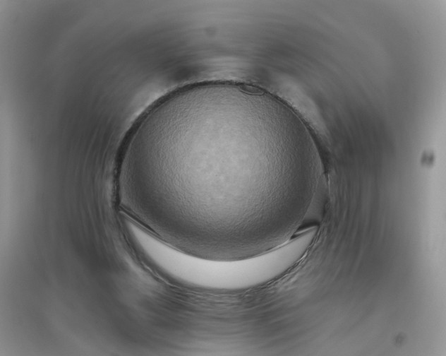 X0000096150156200802011240