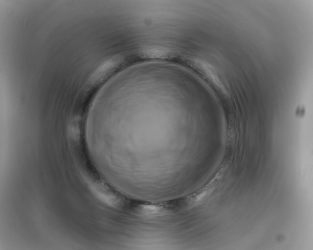 X0000096150167200802011241