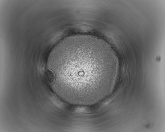 X0000096150177200802011241