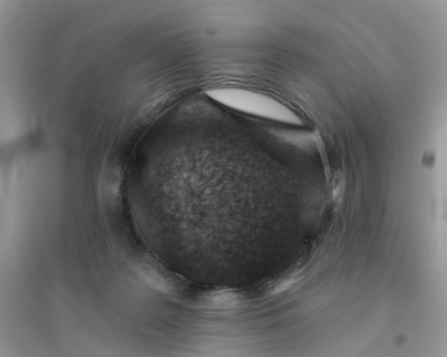 X0000096150219200802011240