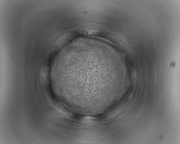 X0000096150222200802011240