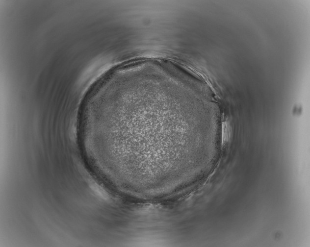 X0000096150243200802011239