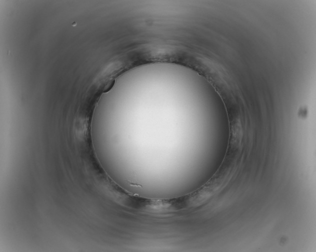 X0000096150278200802011239