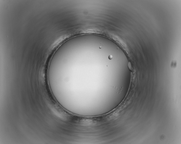 X0000096150298200802011239