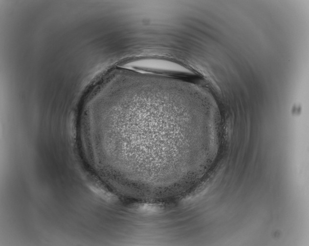 X0000096150303200802011239