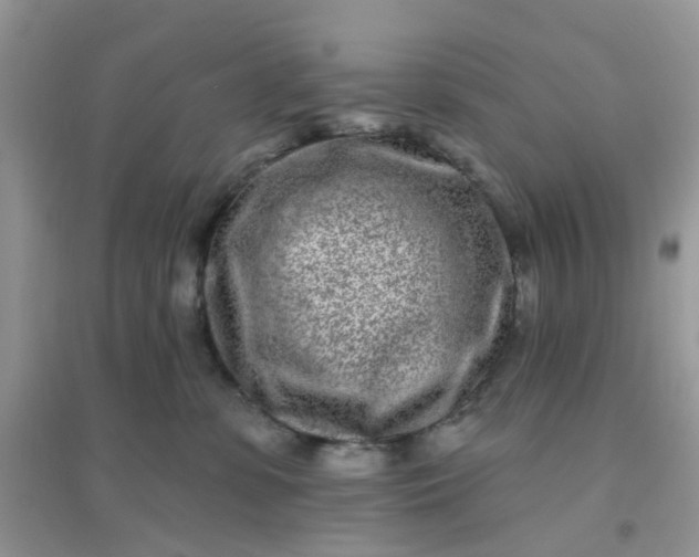 X0000096150331200802011238