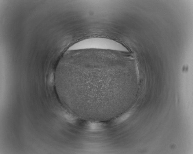 X0000096150336200802011238