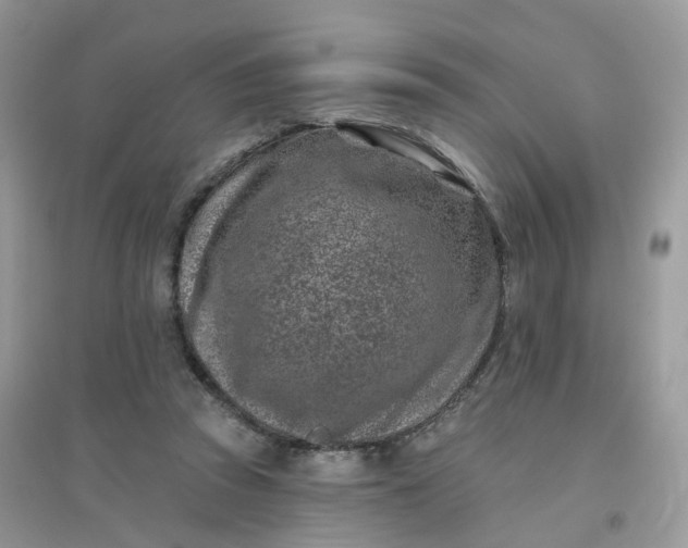 X0000096150353200802011238