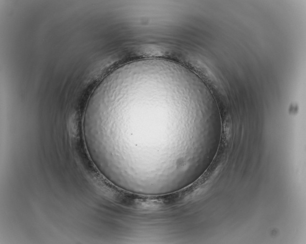 X0000096150359200802011238