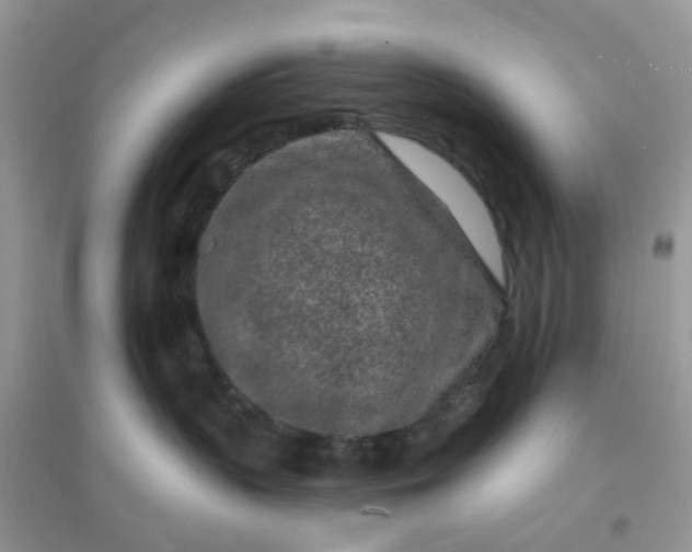 X0000096150383200802011238