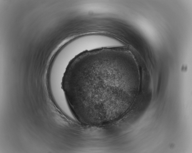 X0000096150387200802011238