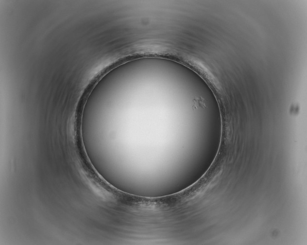 X0000096150439200802011236