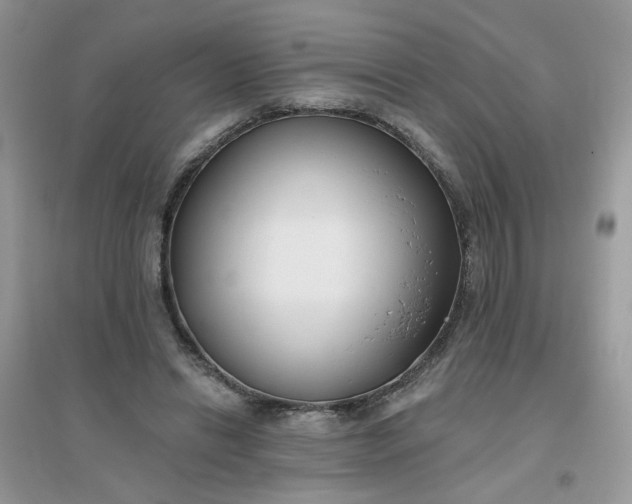 X0000096150446200802011236