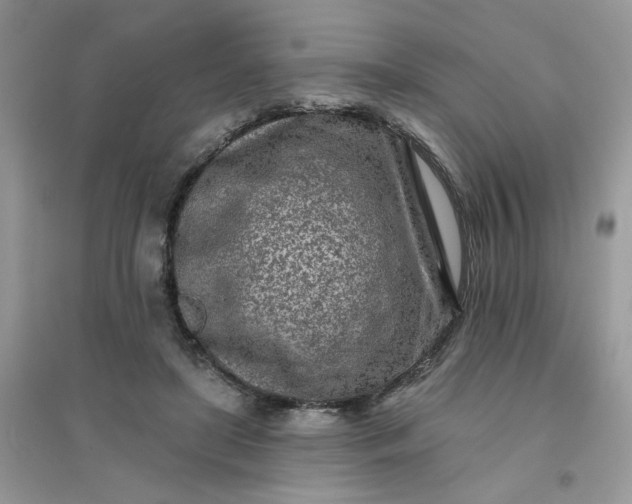 X0000096150451200802011237